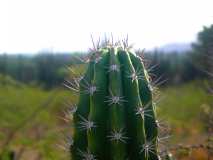 Ecosystème de cactus unique et fragile en Haïti