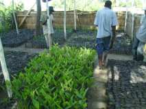 Haïti: MINUSTAH/Terre des jeunes — Phase miniature de nos plantules à Marchand Dessalines