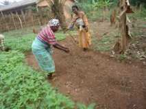Action avec les femmes rurales pour la production biologiques.